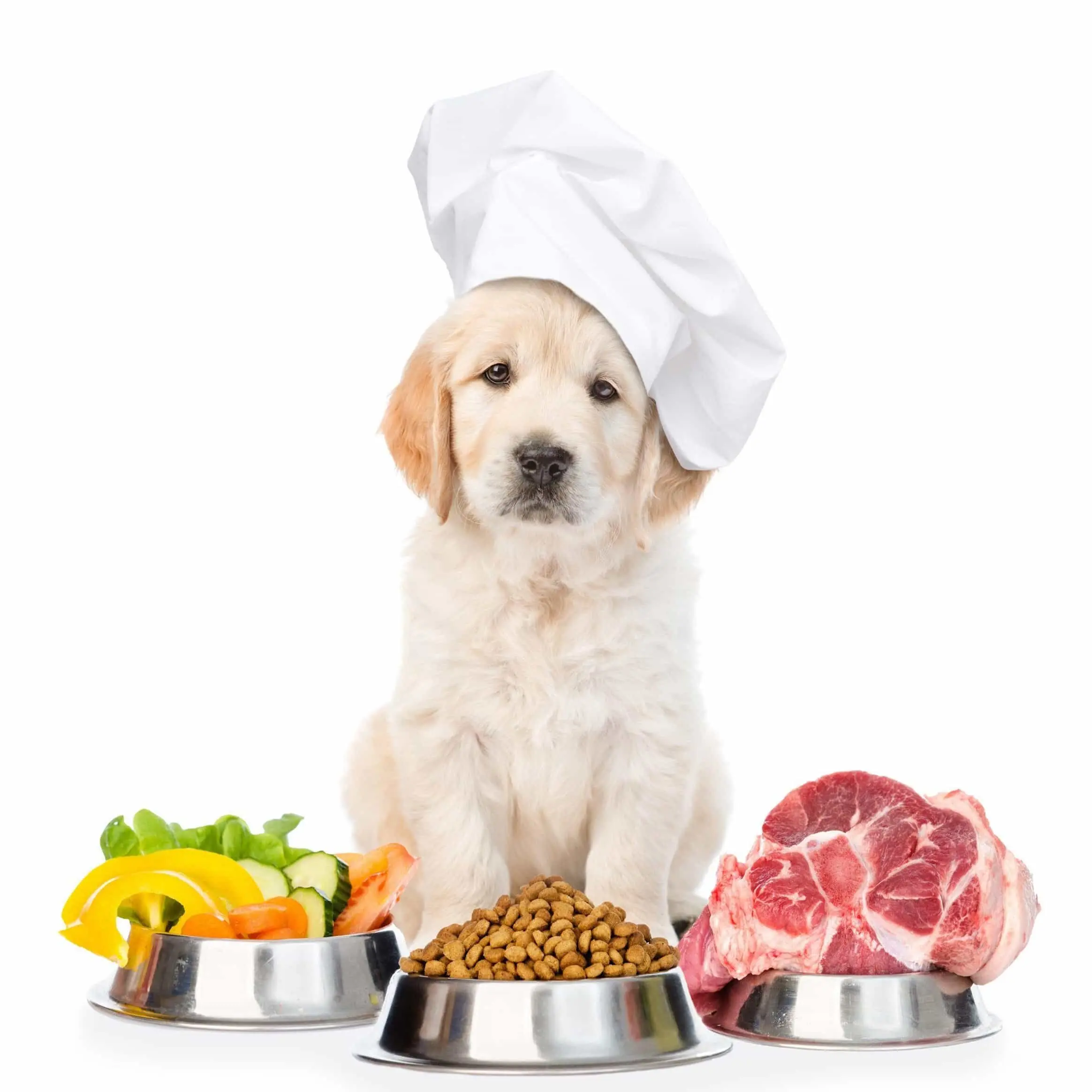 مزایای استفاده از غذای کنسروی برای سگ