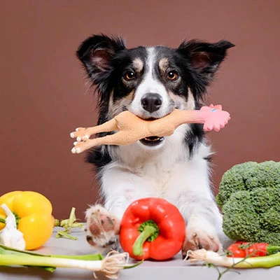 چه خوراکی برای سگ‌ها خوب است؟